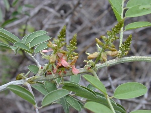 Indigofera suffruticosa