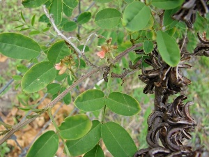 Indigofera suffruticosa