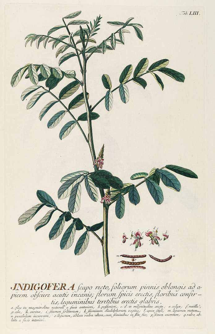 Indigofera tinctoria