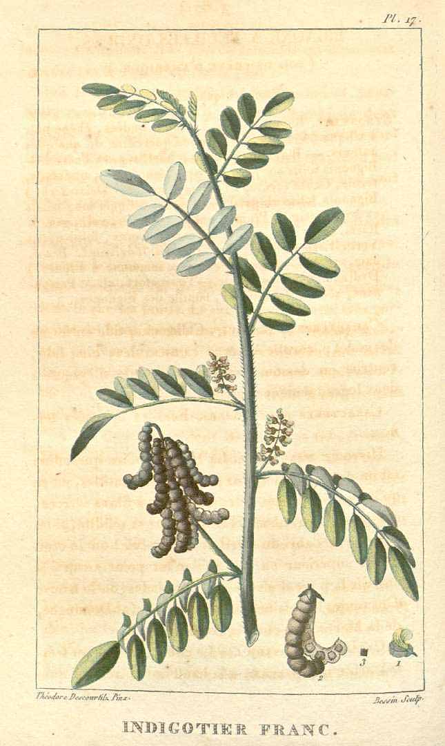 Indigofera tinctoria