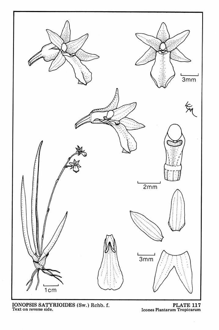 Ionopsis satyrioides