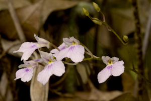 Ionopsis utricularioides