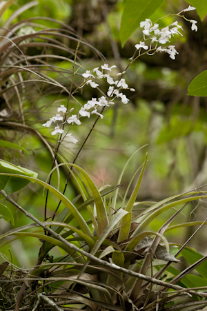 Ionopsis utricularioides