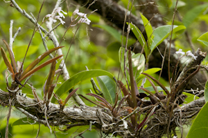 Ionopsis utricularioides