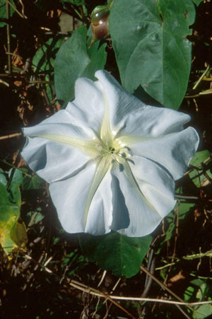 Ipomoea alba