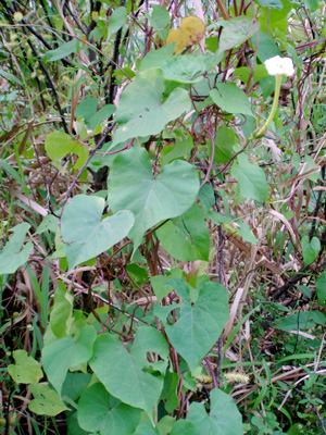 Ipomoea alba