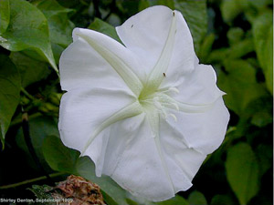 Ipomoea alba