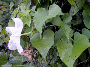 Ipomoea alba