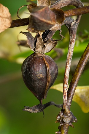 Ipomoea alba