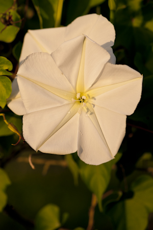 Ipomoea alba