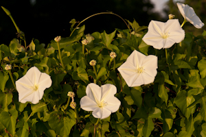 Ipomoea alba