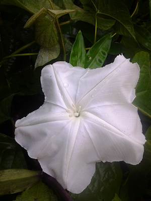 Ipomoea alba