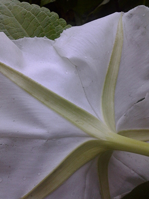 Ipomoea alba