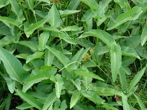 Ipomoea aquatica