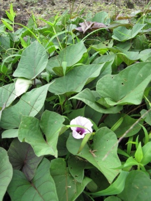 Ipomoea aquatica