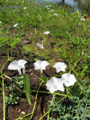 Ipomoea aquatica