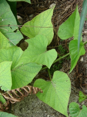 Ipomoea batatas