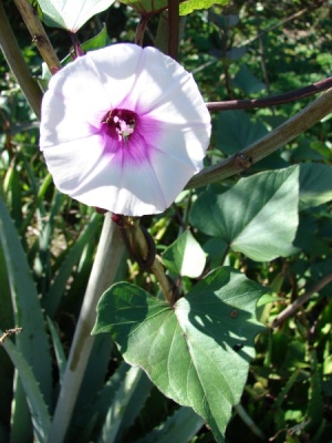 Ipomoea batatas