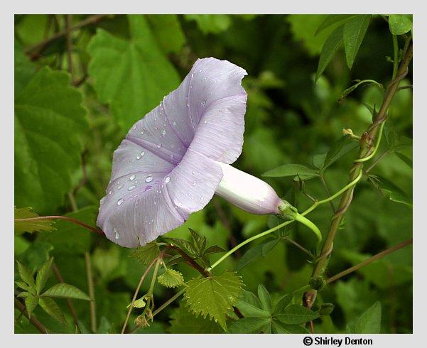 Ipomoea cairica