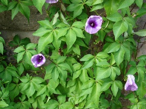 Ipomoea cairica