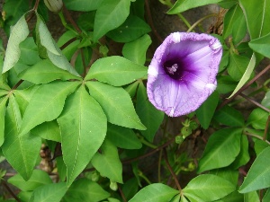 Ipomoea cairica