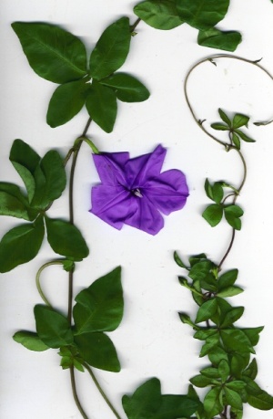 Ipomoea cairica