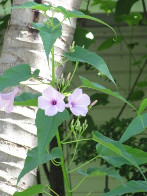 Ipomoea carnea