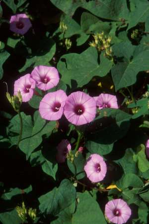 Ipomoea cordatotriloba