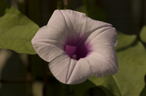 Ipomoea cordatotriloba