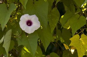 Ipomoea cordatotriloba