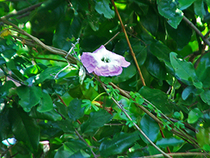 Ipomoea eggersii