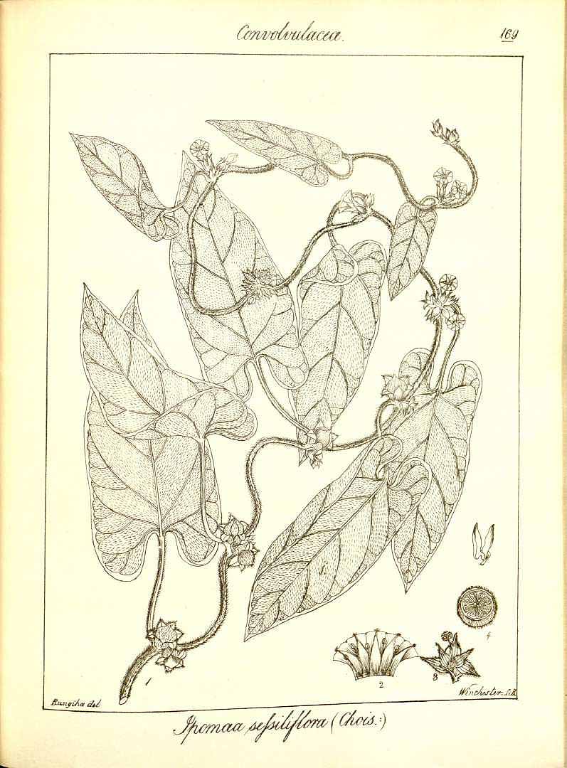 Ipomoea eriocarpa