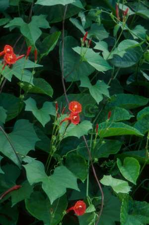 Ipomoea hederifolia