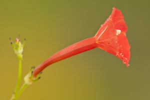 Ipomoea hederifolia