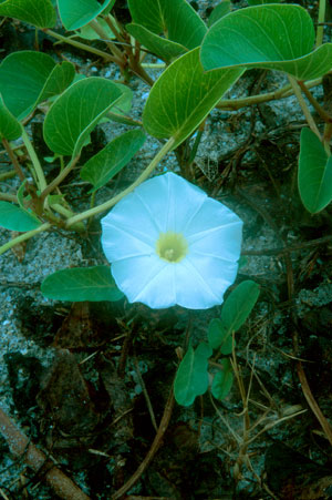 Ipomoea imperati