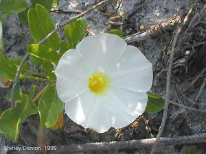 Ipomoea imperati