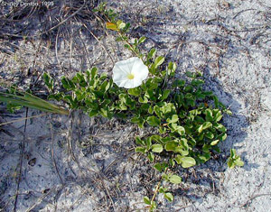 Ipomoea imperati