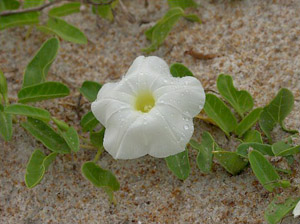 Ipomoea imperati