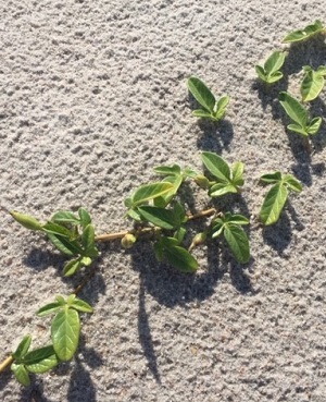 Ipomoea imperati