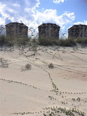 Ipomoea imperati