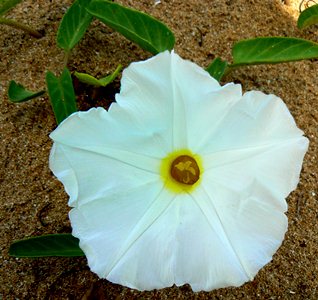 Ipomoea imperati