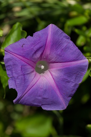 Ipomoea indica