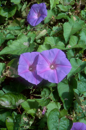 Ipomoea indica