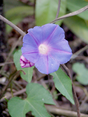 Ipomoea indica