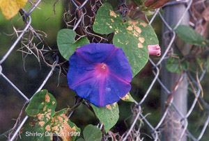 Ipomoea indica