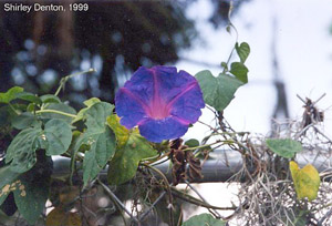 Ipomoea indica