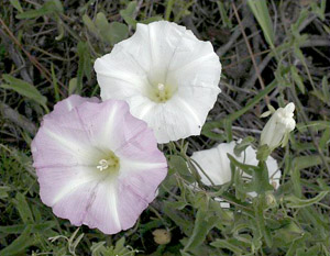 Ipomoea indica