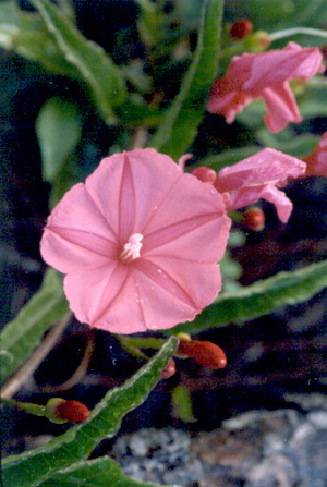 Ipomoea microdactyla