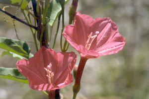 Ipomoea microdactyla