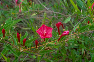 Ipomoea microdactyla